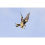 Canon RF 200–800 mm F6.3–9 IS USM - Imagen 12