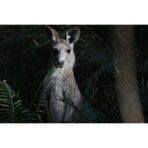 Canon RF 200–800 mm F6.3–9 IS USM - Imagen 15