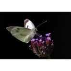 Canon RF 200–800 mm F6.3–9 IS USM - Imagen 16