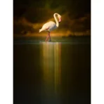 OM System OM-1 Mark II Body - Imagen 3