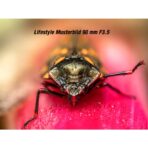 OM System M.Zuiko ED 90 mm F3,5 Macro IS Pro - Imagen 7