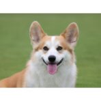 Canon RF 100-400 mm F5,6-8 IS USM - Imagen 9